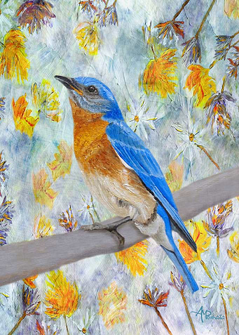 Eastern Bluebird