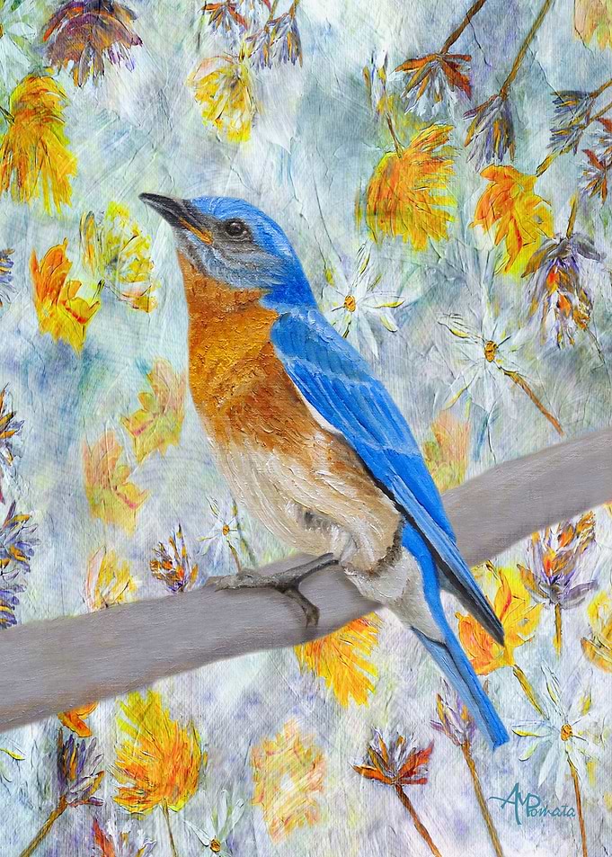Eastern Bluebird