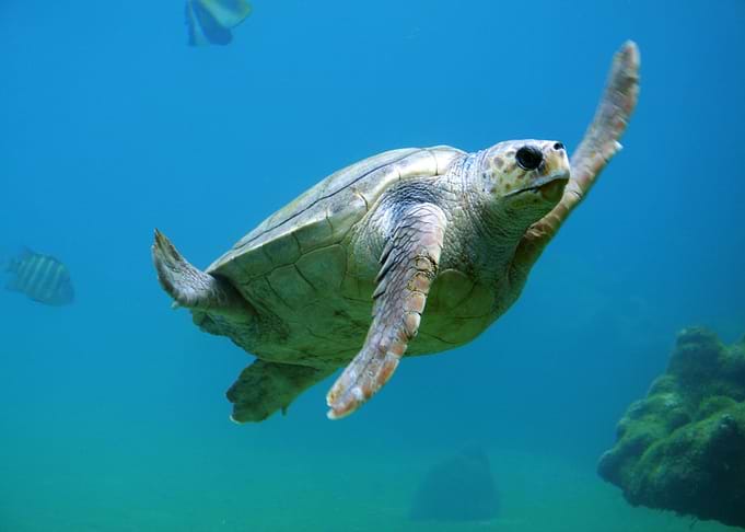 turtle under sea