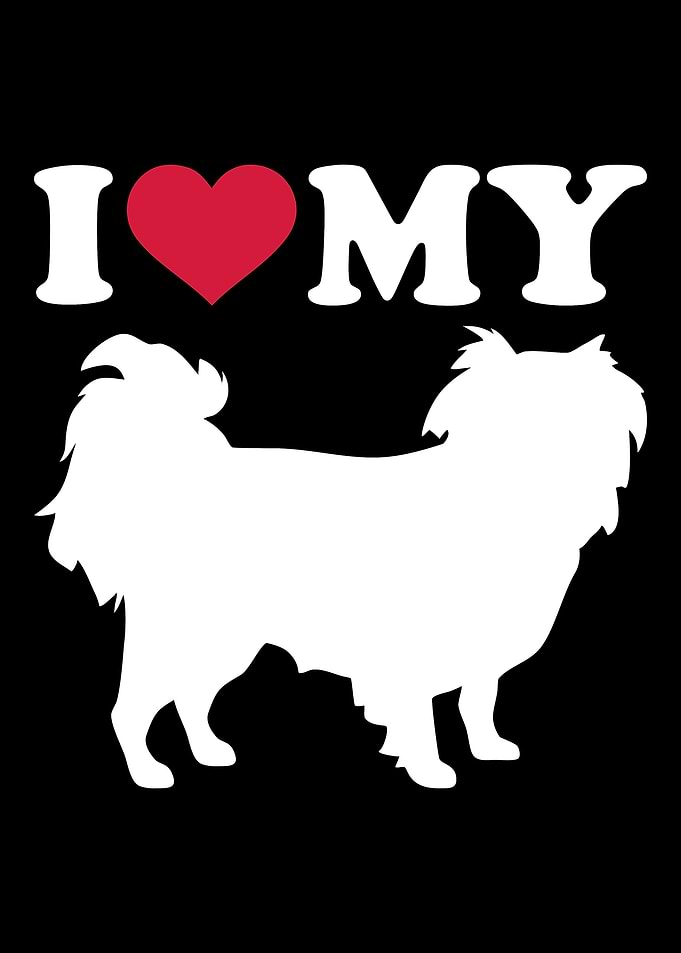 Japanese Chin