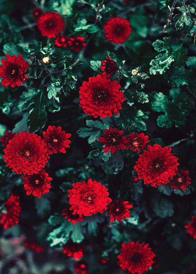 Red Flowers Floral Nature