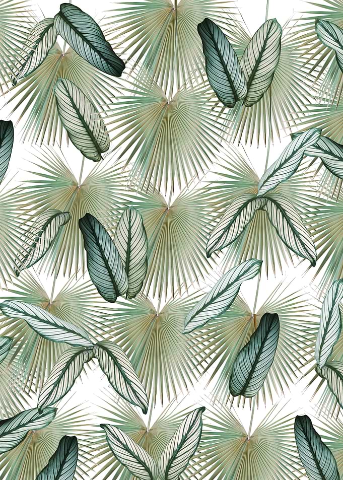 Calathea Fan Palm Leaves 2