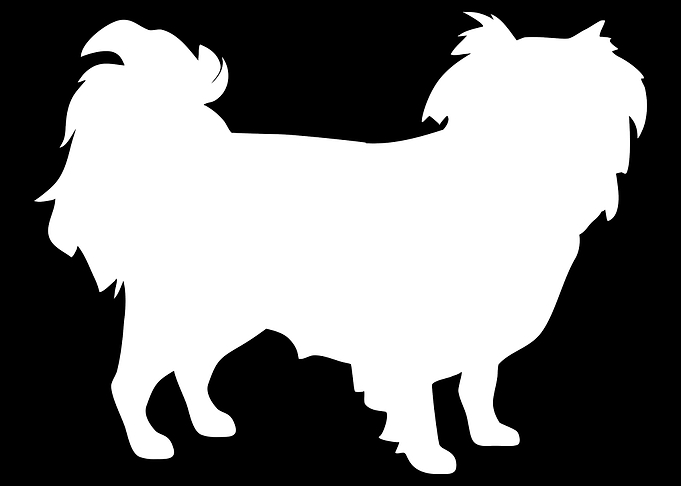 Japanese Chin