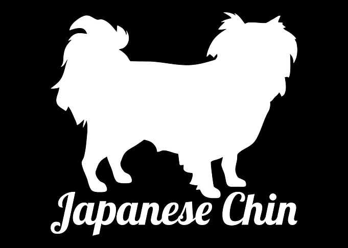 Japanese Chin