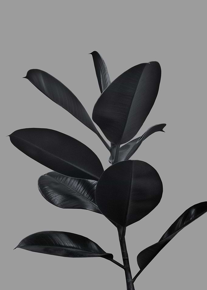 Ficus Finesse 3