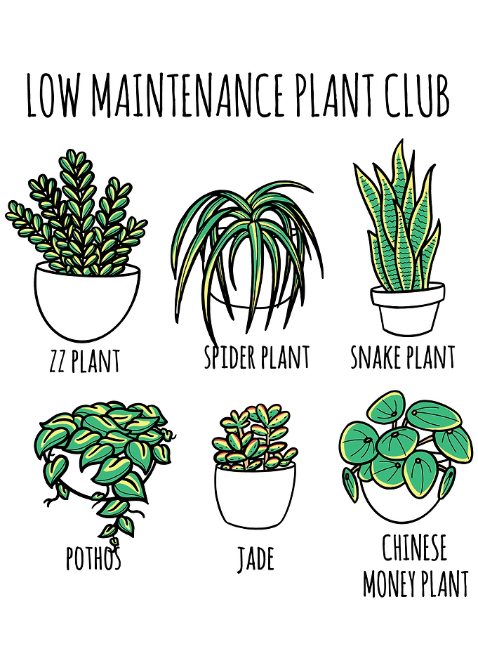 Low Maintenance Club Plant