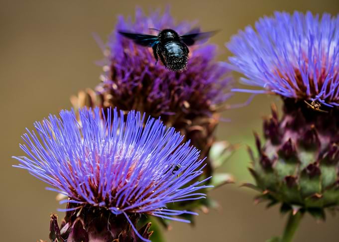 Xylocopa violacea