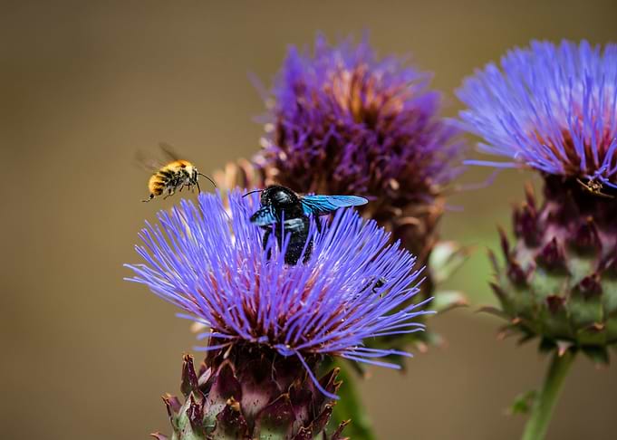 Xylocopa violacea