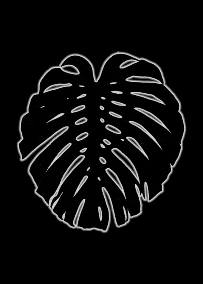 Monstera leaves