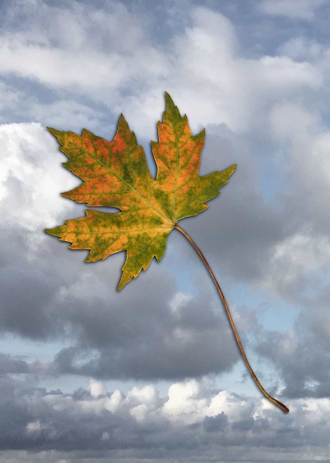 Maple leaf in autumn