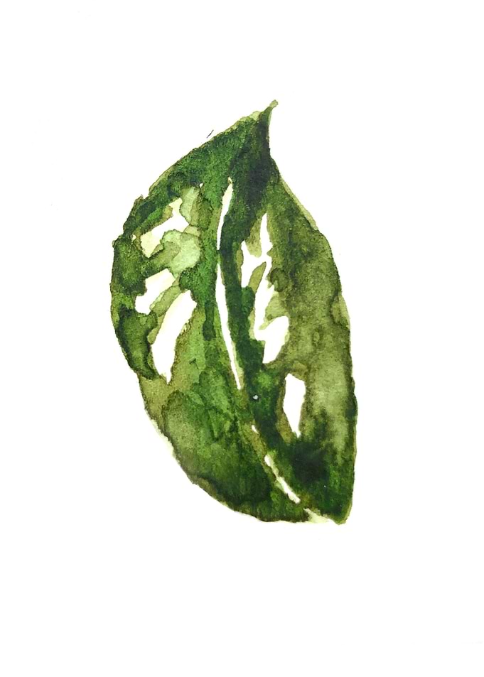 Botanical Leaves
