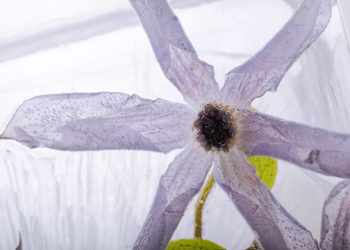 Pink clematis in ice 1