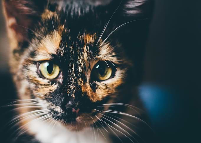 head cat orange