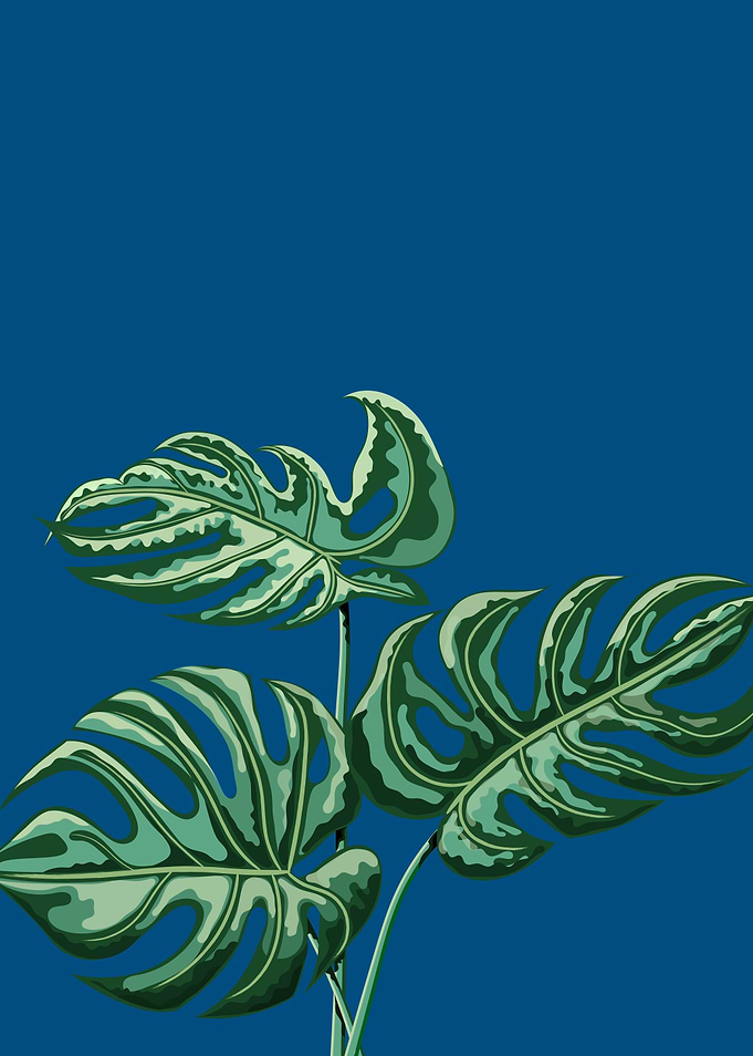 Monstera Cheese Plant