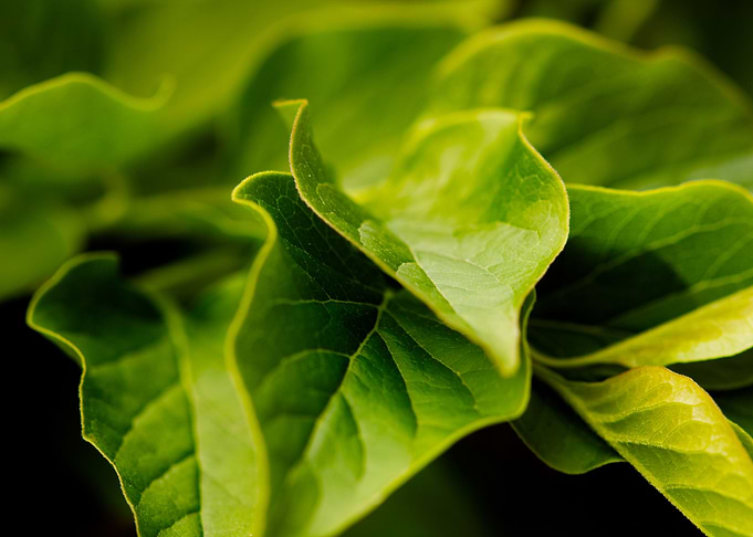 Leaves of Green