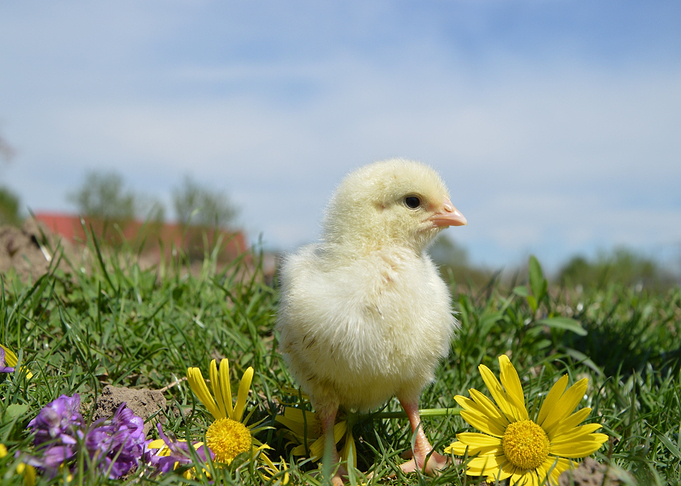 bird baby green