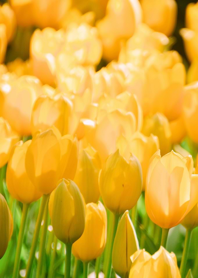 Yellow tulips