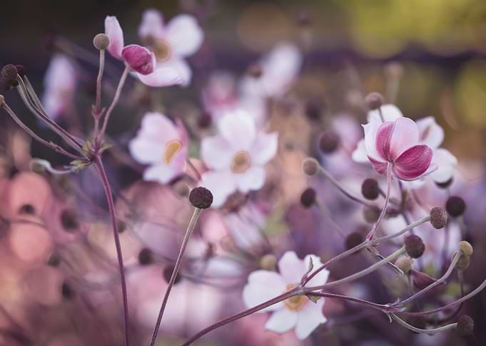 Floral composition
