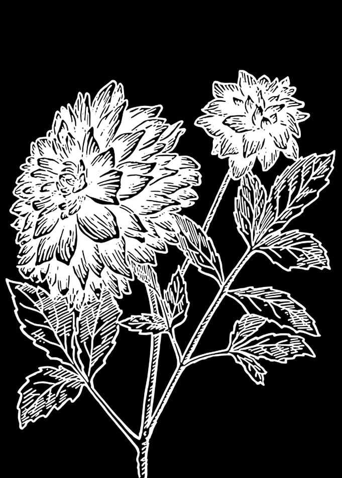 Dahlia