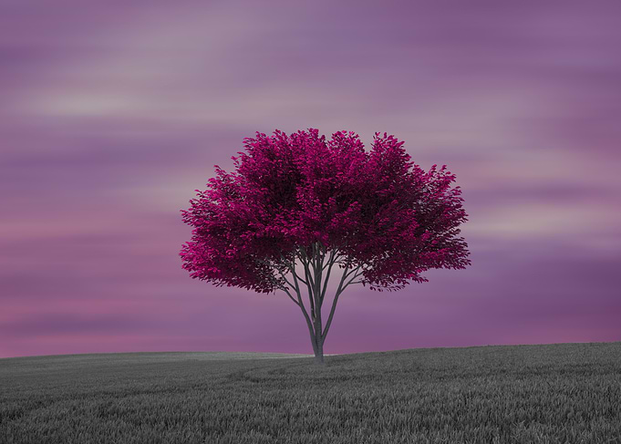 Tree lonely violet field