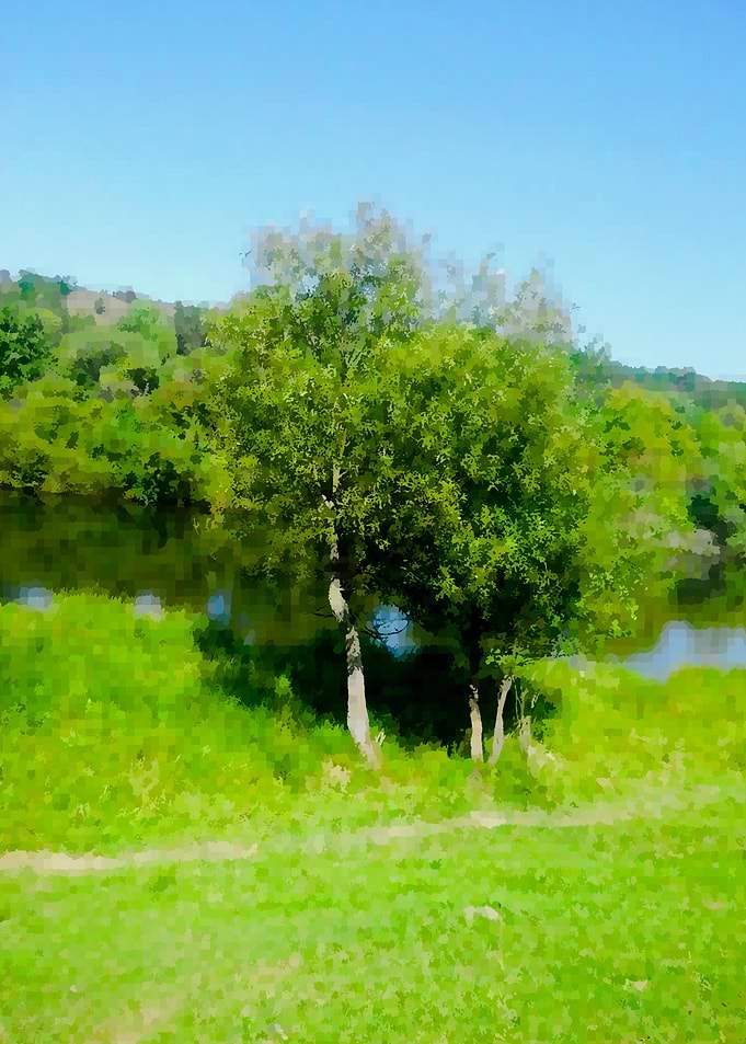 Vibrant Summer