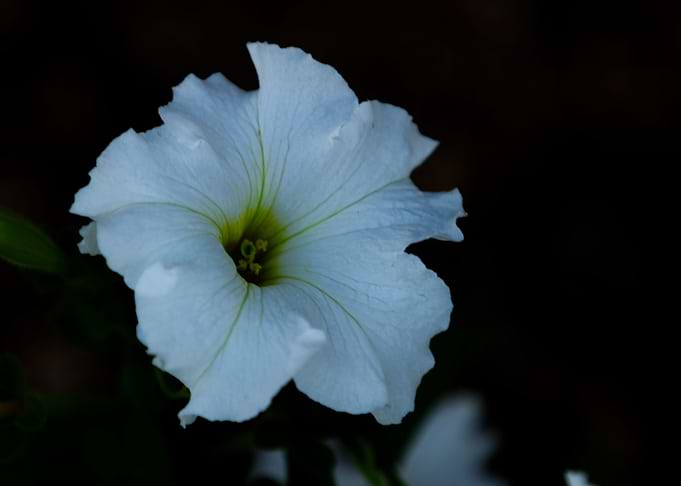 White Petunia