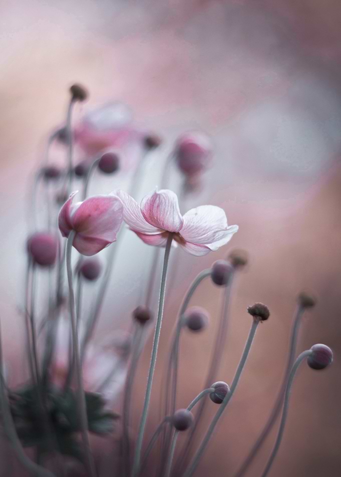 Floral composition
