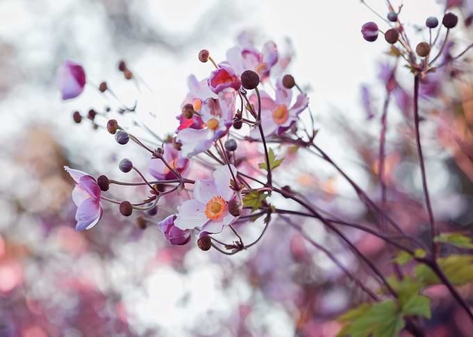 Floral composition