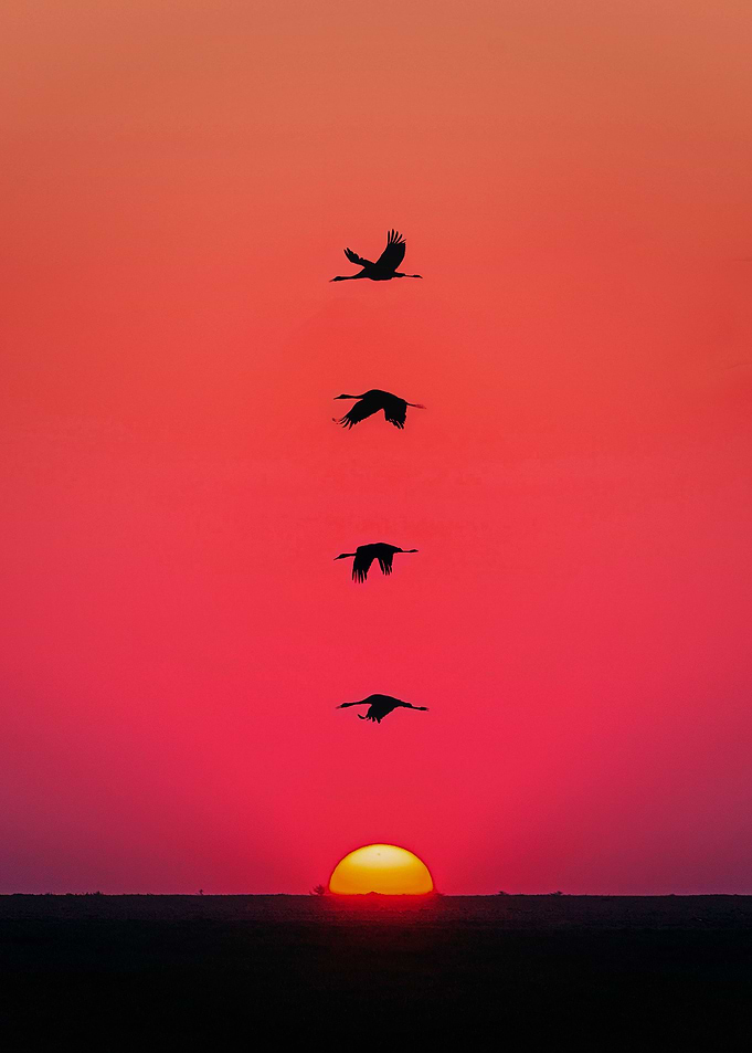 Birds Sunset