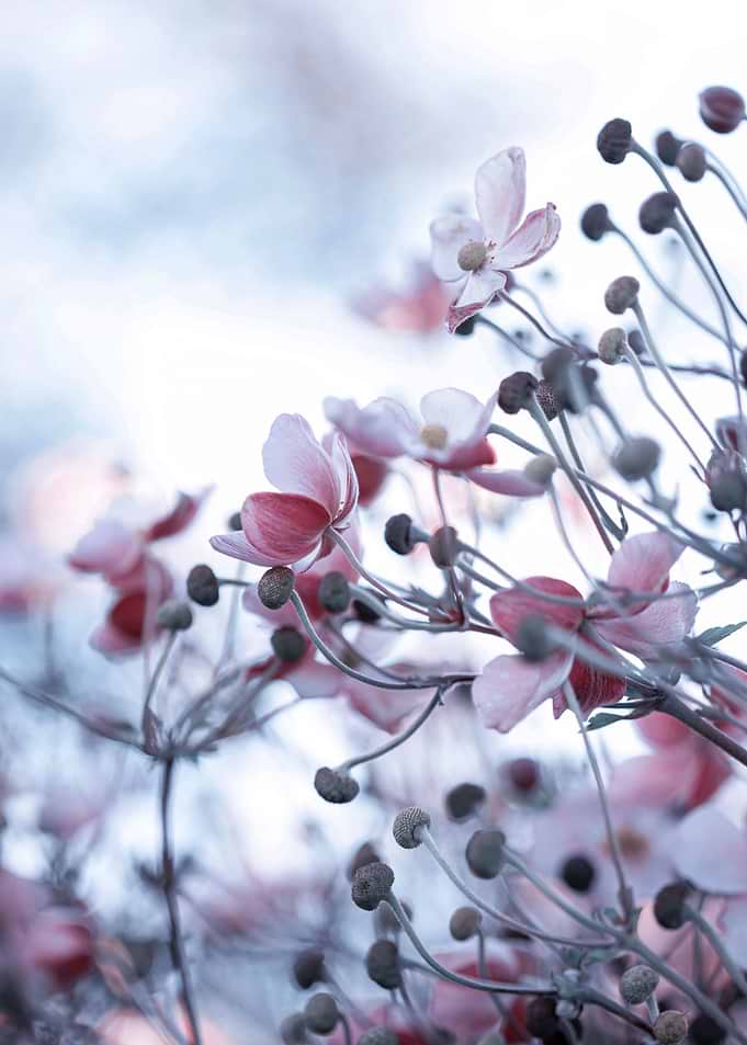 Floral composition