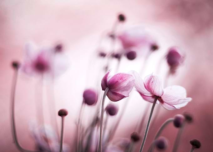 Floral composition