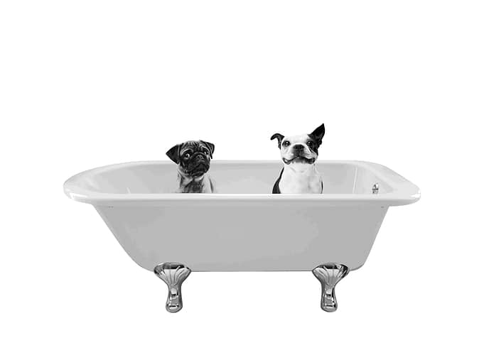 BATH TWO CUTE DOGS