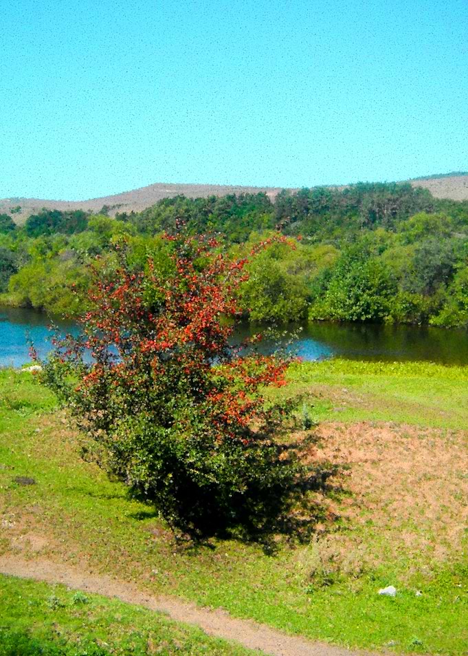 River landscape