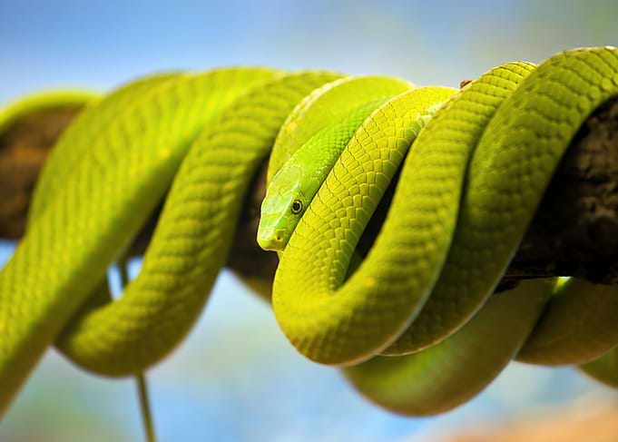 Green Mamba