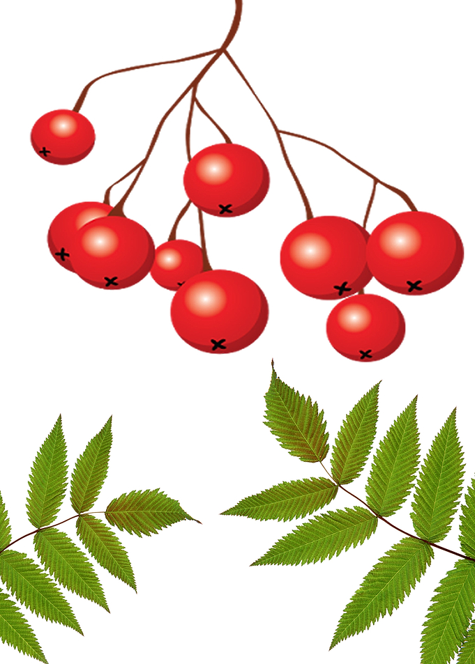 cherries and leaf
