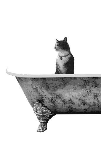Cat Happy Tabby Bathing