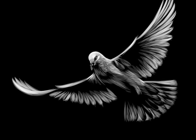 Pigeon Sketch