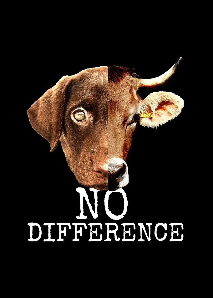 Pro Vegan No Difference