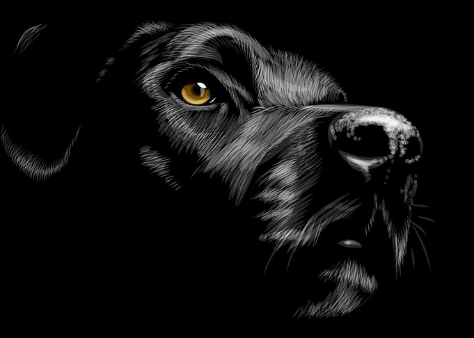 Labrador Retriever Sketch
