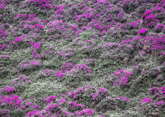 Summer Heather