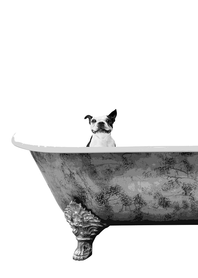 Happy Pug Bathing