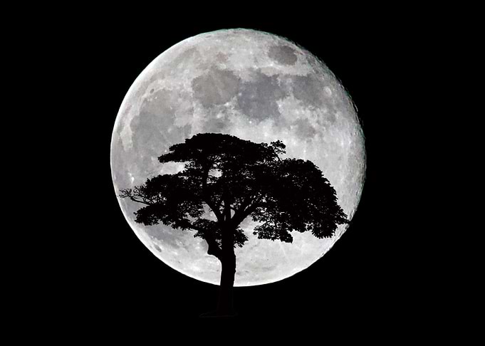 the tree and the moon
