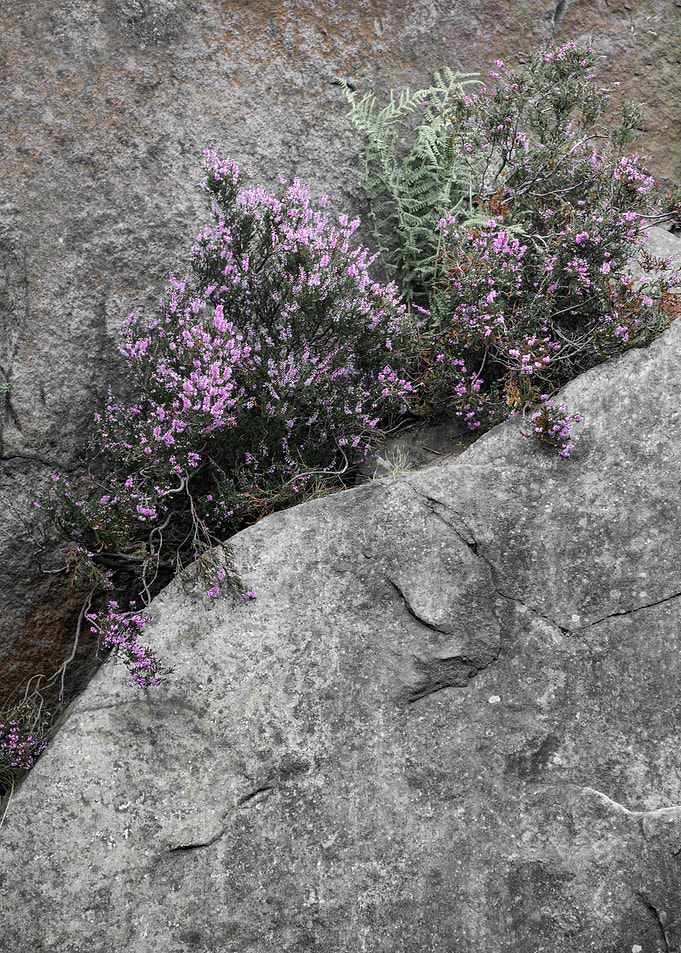 Nature Abstract