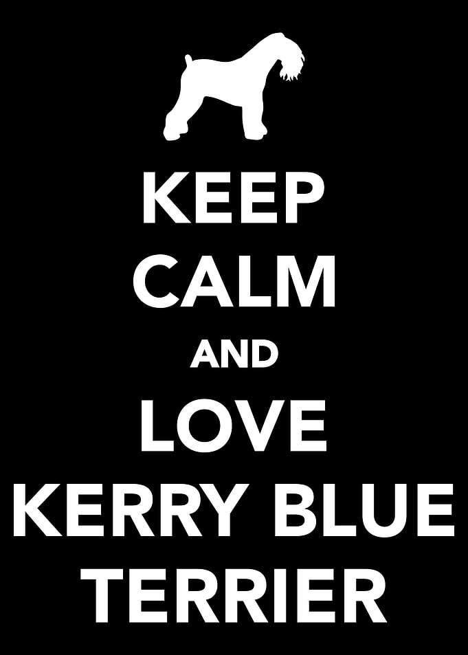 Kerry Blue Terrier