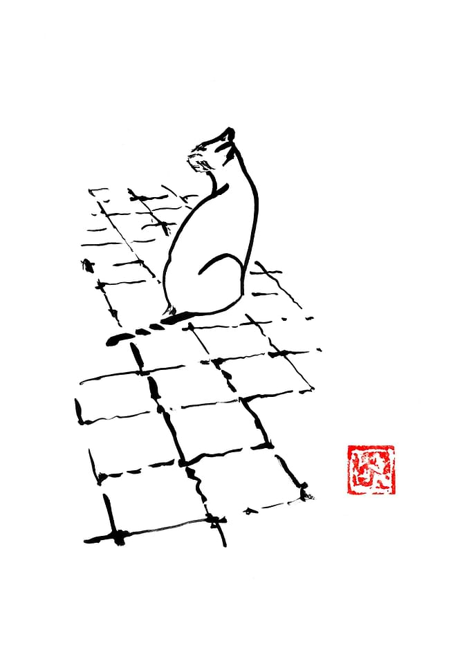 cat on terrace