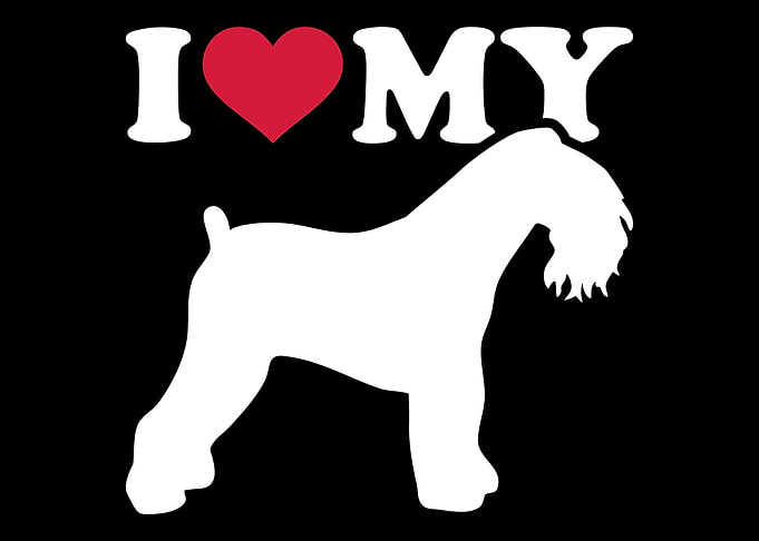 Kerry Blue Terrier