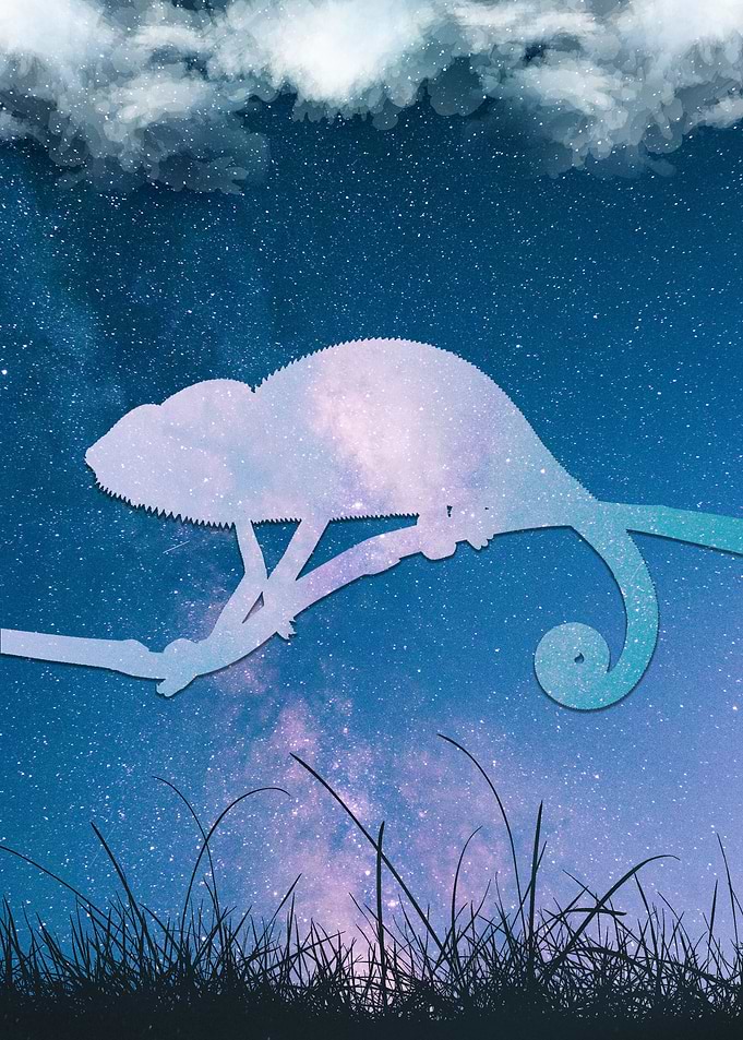 Chameleon In The Wild