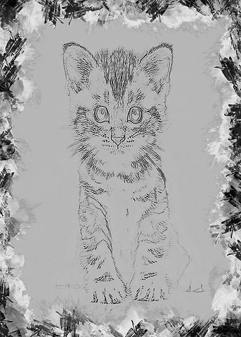cat