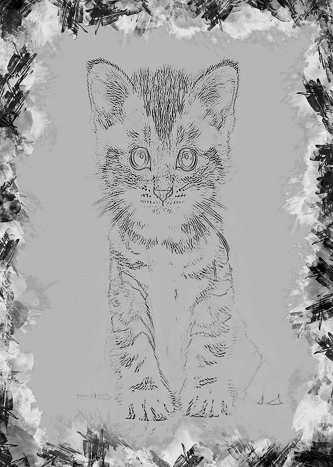 cat
