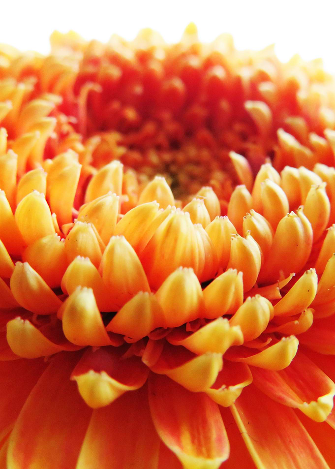 Orange Germini Gerbera